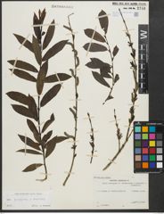 Foto von Salix purpurea L. x Salix viminalis L.
